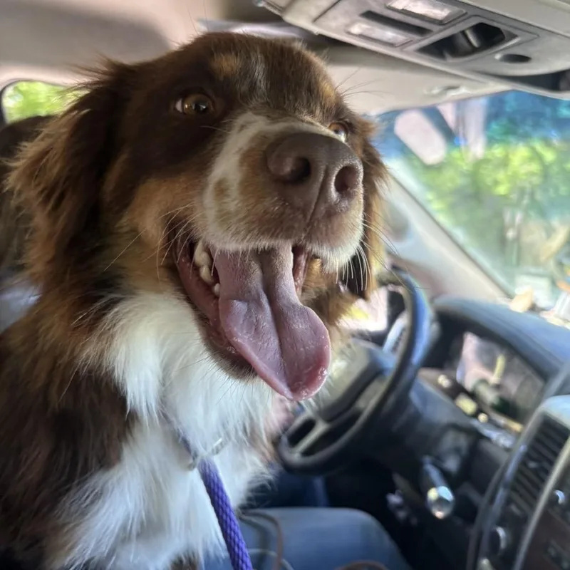 A young medium-sized female Red / Chestnut / Orange Australian Shepherd dog named Wren for adoption in Pittsburg, KS