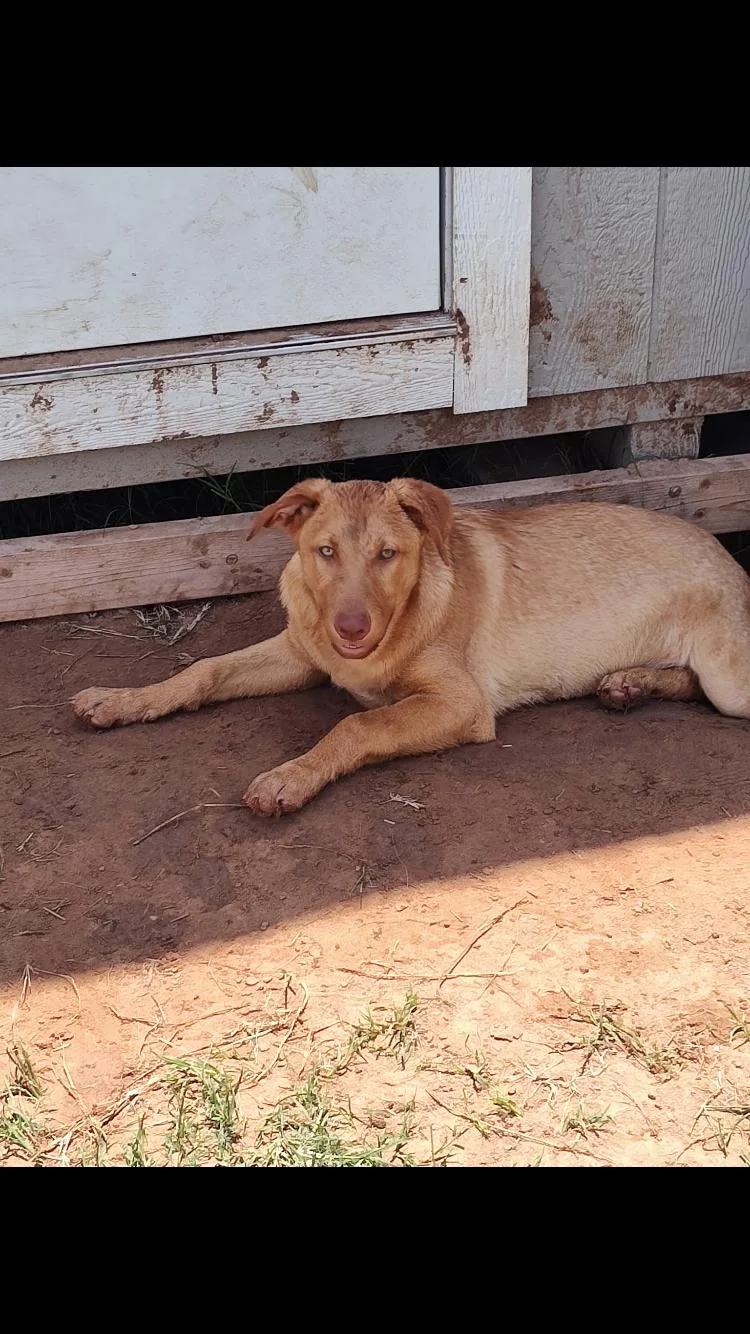 A baby large-sized female Golden German Shepherd Dog dog named Velvet for adoption in Paradise, TX