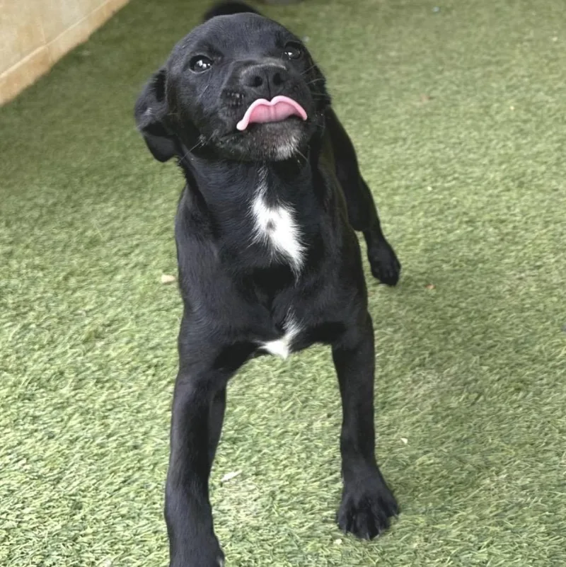 A baby medium-sized female Black Labrador Retriever dog named Bonnie for adoption in Cumberland, RI