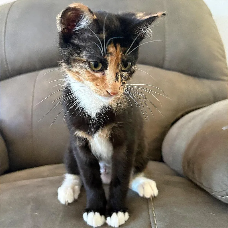 A baby small-sized female Tortoiseshell Domestic Short Hair cat named Piglet for adoption in Pleasant Hill, CA