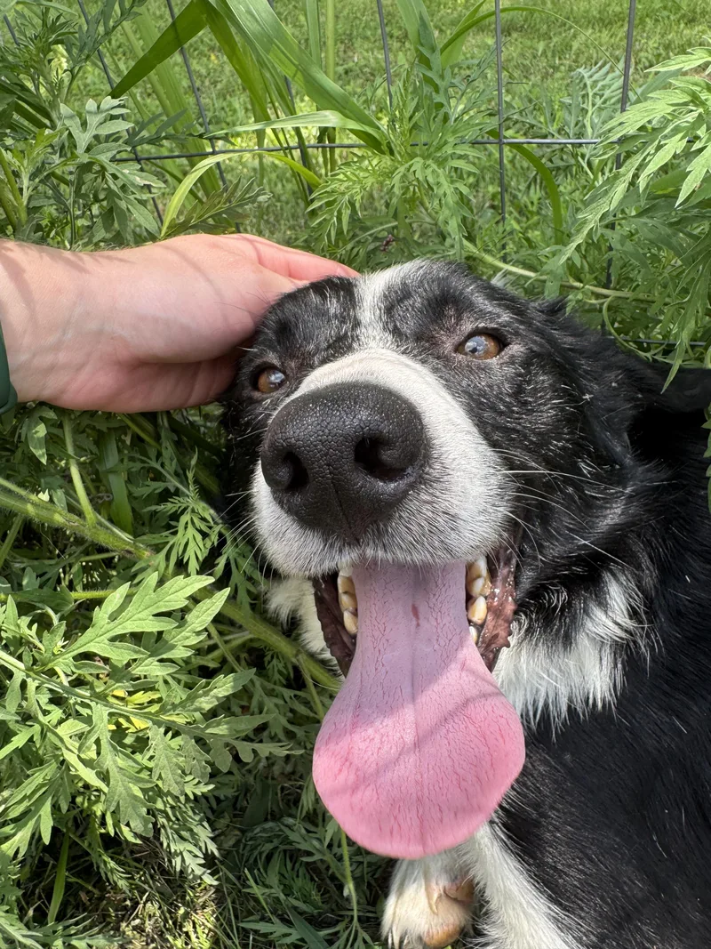 A young medium-sized male Border Collie dog named Banner for adoption in Stewartsville, MO