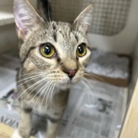 A young medium-sized female Brown / Chocolate Domestic Short Hair cat named Katy Purry for adoption in New York, NY