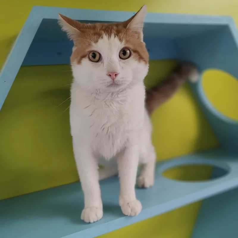 An adult medium-sized male Orange & White Domestic Short Hair cat named Loki for adoption in Jersey city, NJ