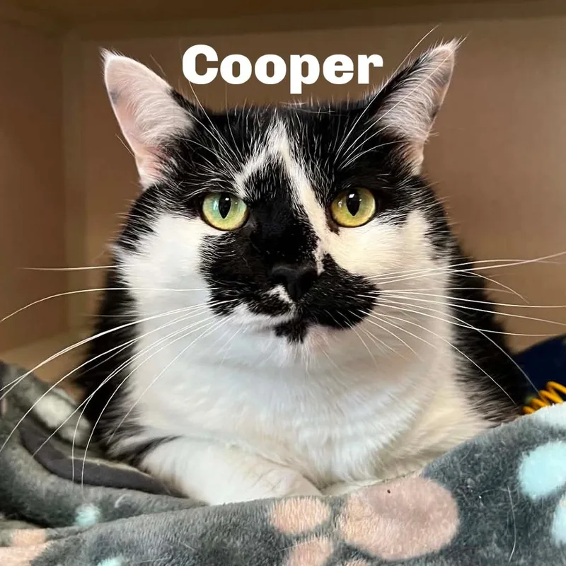Cooper