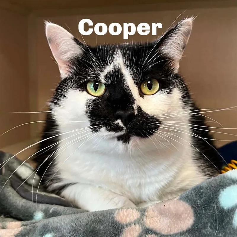Cooper thumbnail 2