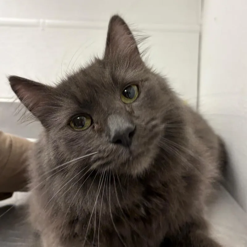 A senior medium-sized female Domestic Long Hair cat named Raiders Way Stray for adoption in Henderson, NV