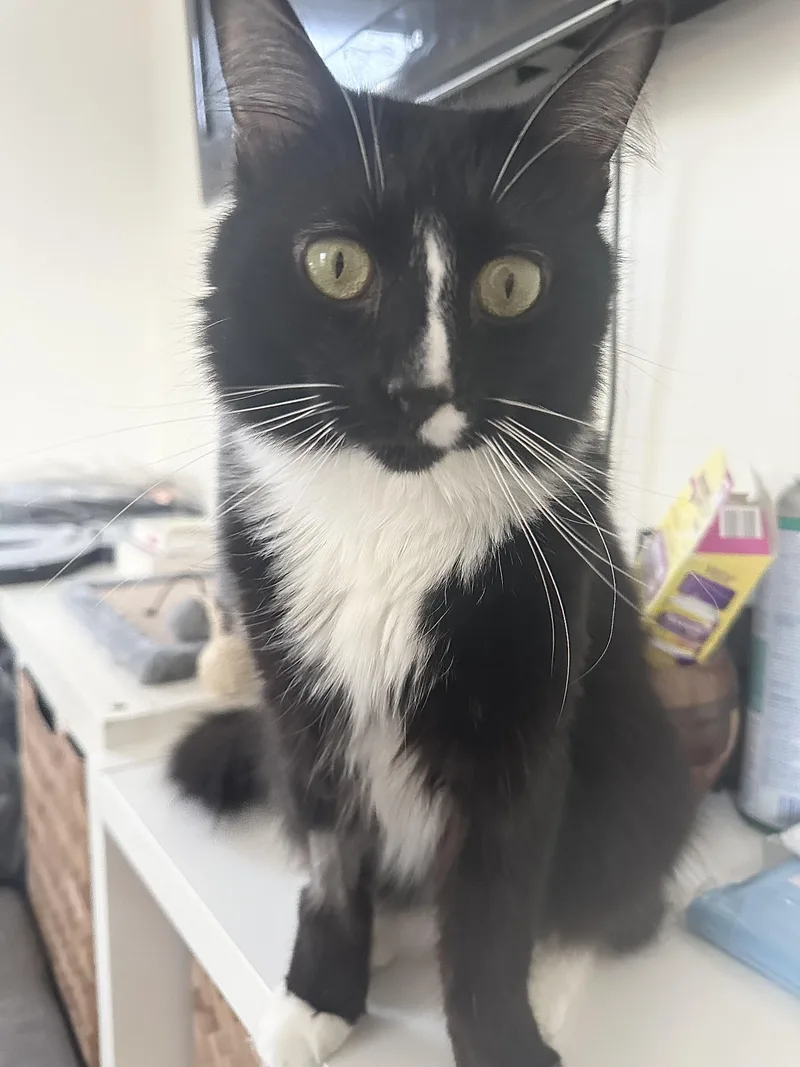 An adult medium-sized male Tuxedo cat named Batman for adoption in New York, NY