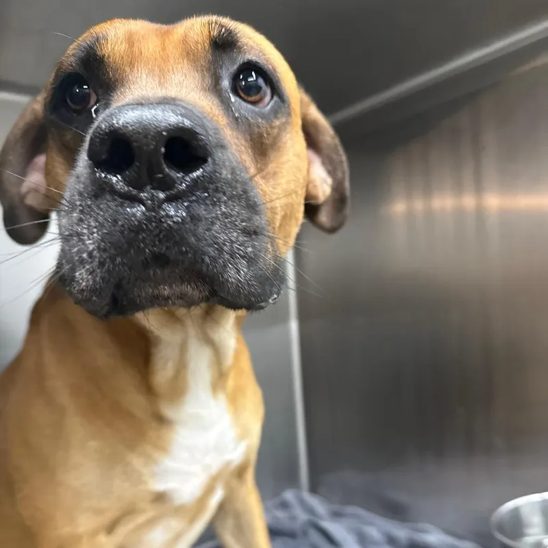 An adult large-sized male Brown / Chocolate Boxer dog named Max for adoption in Abilene, TX