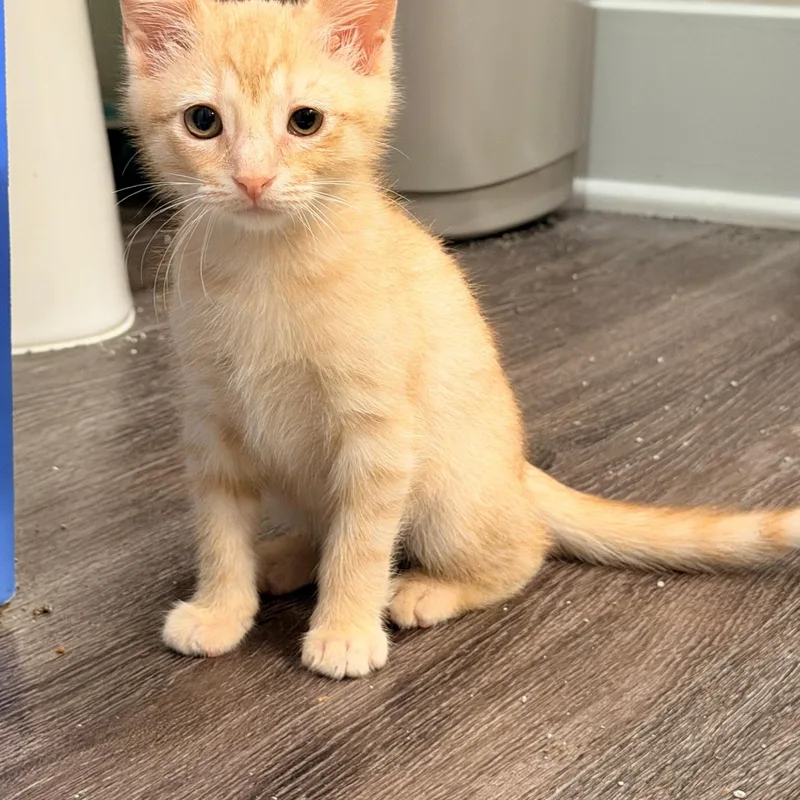 A baby medium-sized male Tabby (Orange / Red) Tabby cat named Sriracha for adoption in San Juan Capistrano, CA