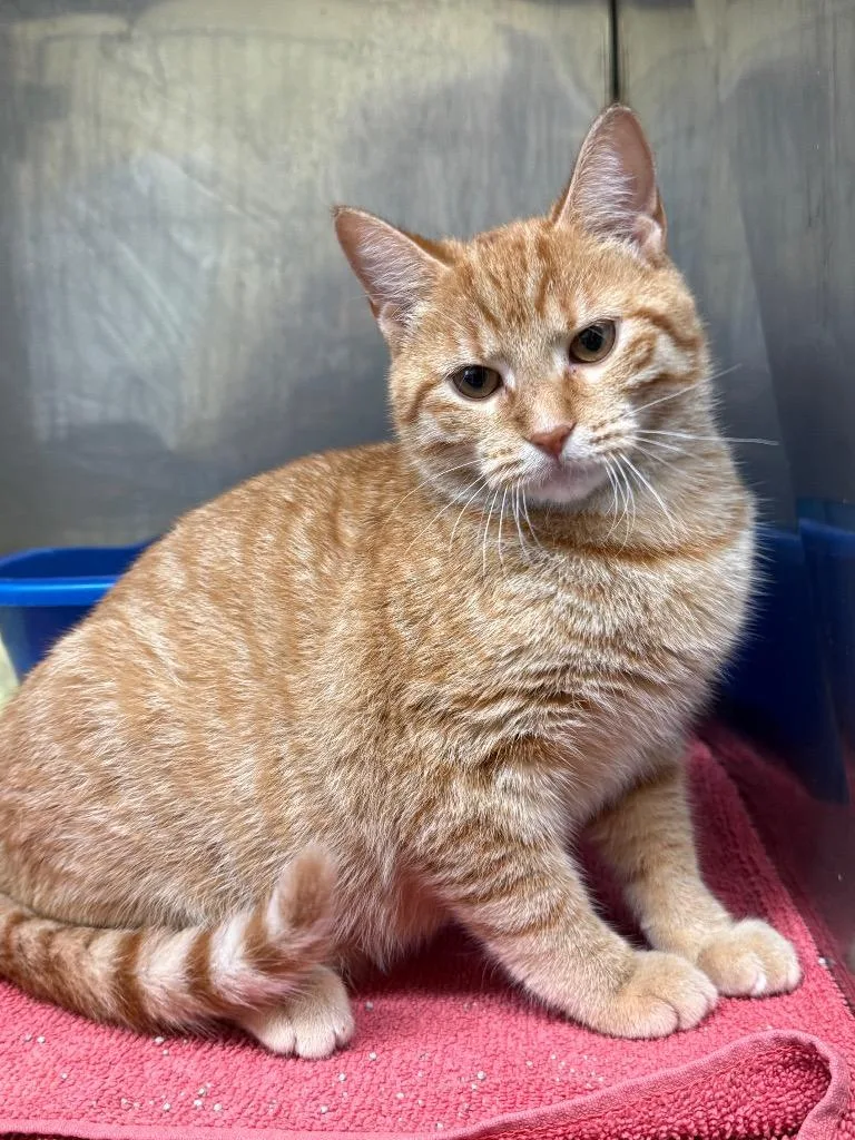 A baby small-sized female Domestic Short Hair cat named Dixie Sue for adoption in Syracuse, IN