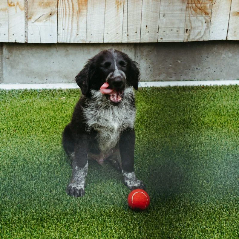 A baby medium-sized male Merle (Blue) Border Collie dog named Flip for adoption in Jackson, WY