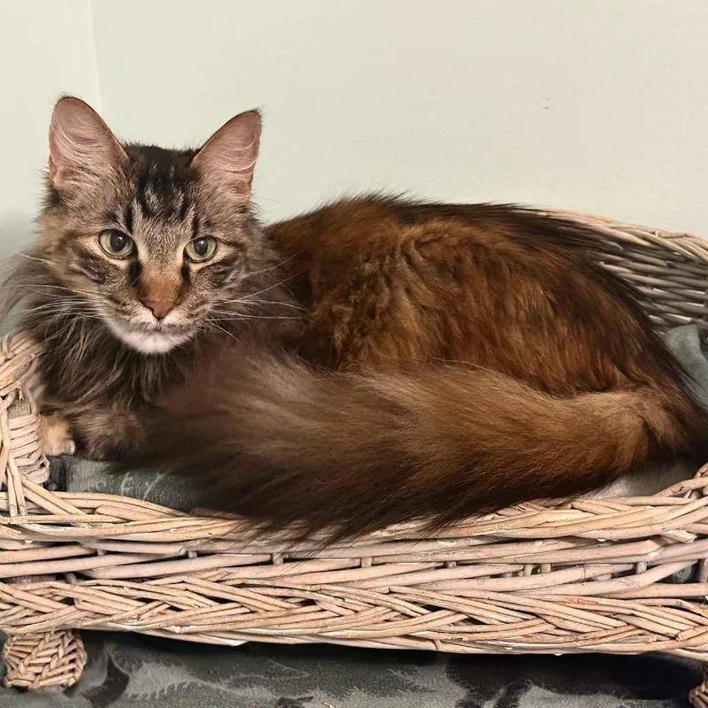 An adult small-sized female Torbie Domestic Medium Hair cat named Lenox for adoption in Kansas City, MO