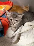 A baby medium-sized male Tabby (Gray / Blue / Silver) Domestic Short Hair cat named Keane for adoption in Heathsville, VA