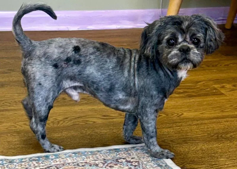 A young small-sized male Shih Tzu dog named Hobbs for adoption in Crossville, TN