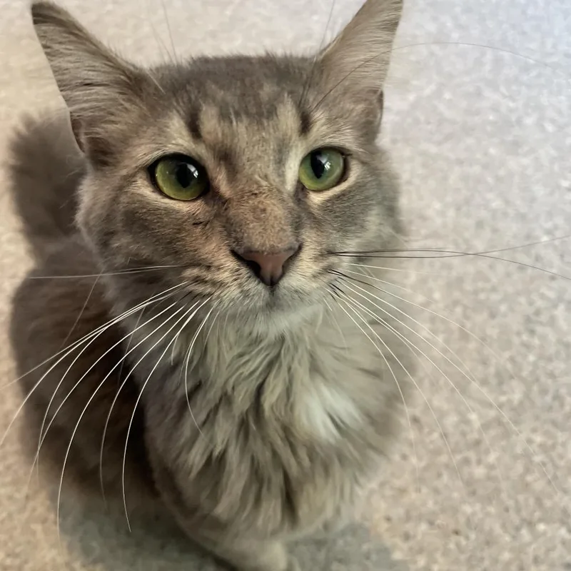 An adult medium-sized male Gray / Blue / Silver Domestic Medium Hair cat named Glaceon for adoption in South Haven, MI