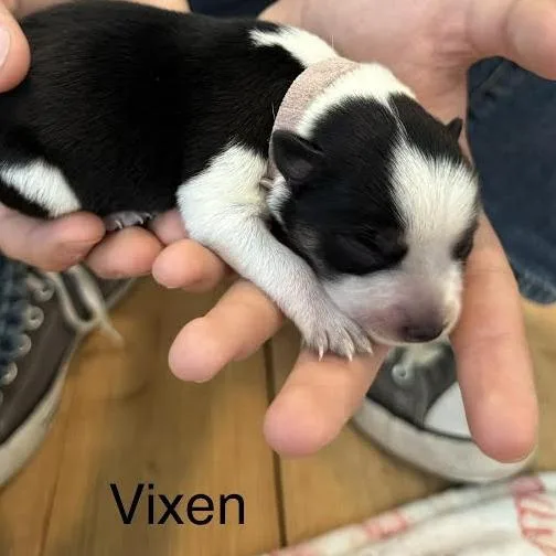 A baby small-sized female White / Cream Australian Cattle Dog / Blue Heeler named Vixen for adoption in Lynchburg, VA