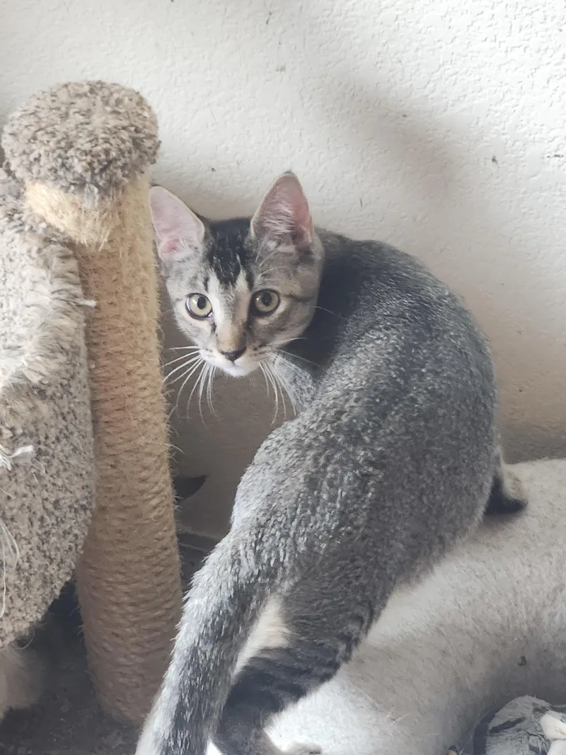 A baby medium-sized male Tabby (Gray / Blue / Silver) Domestic Short Hair cat named Vinnie for adoption in Westminster, CA
