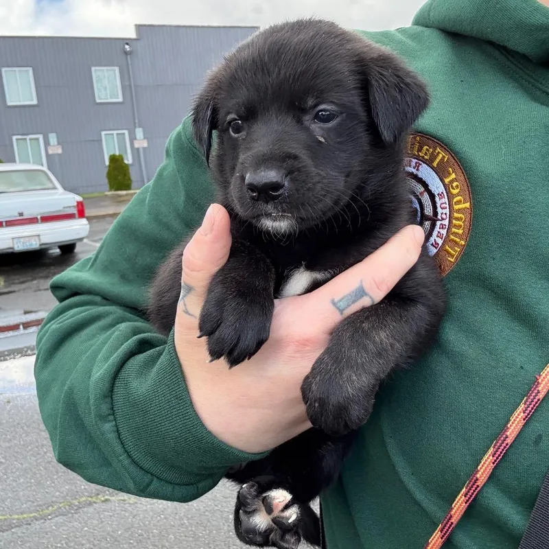 A baby small-sized female Brown / Chocolate Border Collie dog named Bailey for adoption in Oakville, WA