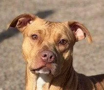 A young medium-sized female Boxer dog named Nellie for adoption in Bloomfield, CT