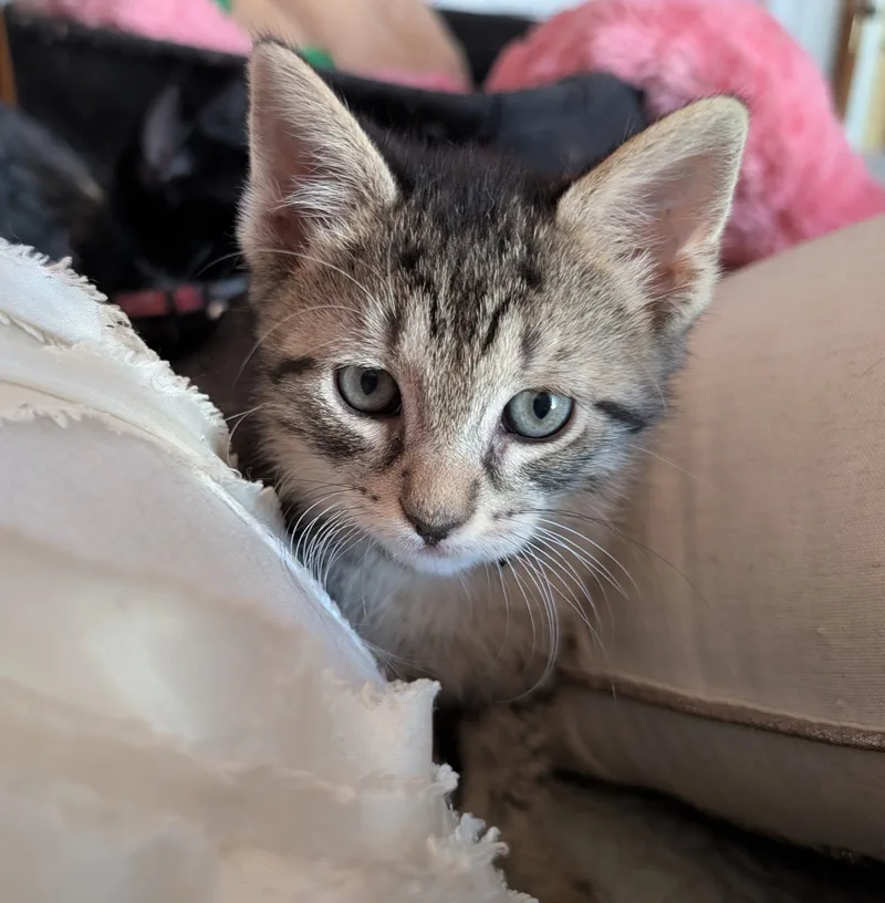 A baby small-sized male Tabby (Gray / Blue / Silver) Domestic Short Hair cat named Cappuccino for adoption in Bayonne, NJ
