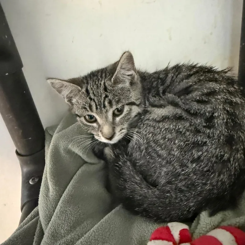 A baby small-sized female Gray / Blue / Silver Domestic Short Hair cat named Winnie for adoption in Quakertown, PA