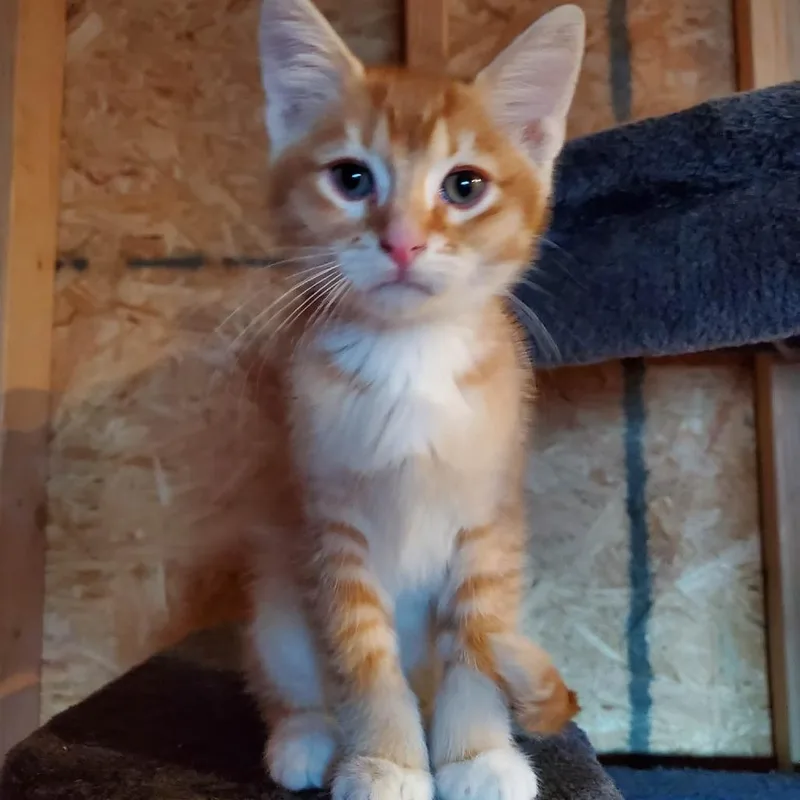 A baby small-sized male Orange / Red Domestic Short Hair cat named George Birchett for adoption in Eagle Mountain, UT