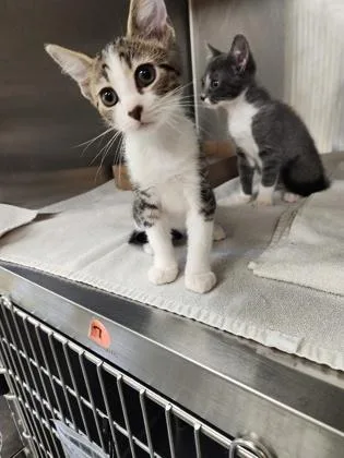 A baby small-sized male Domestic Short Hair cat named Ted Lasso for adoption in Independence, MO