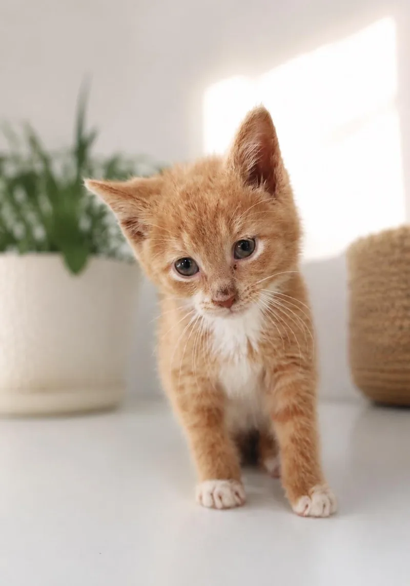 A young medium-sized male Orange / Red Domestic Short Hair cat named Simba for adoption in North Babylon, NY