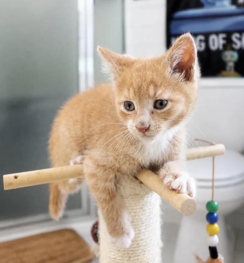 Simba thumbnail 2