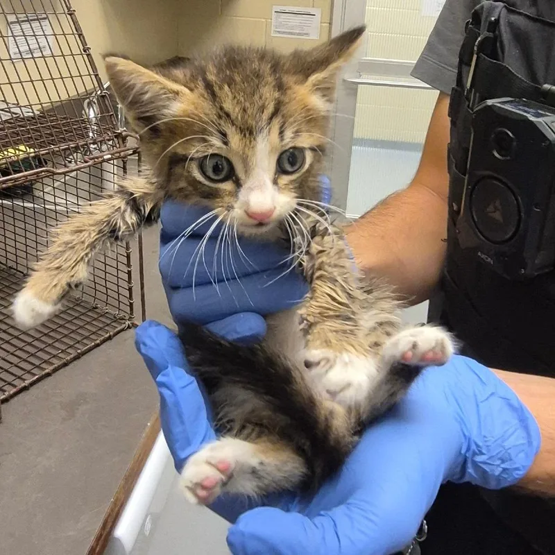 A baby small-sized male Gray / Blue / Silver Domestic Short Hair cat named StraythStreet for adoption in Columbus, GA