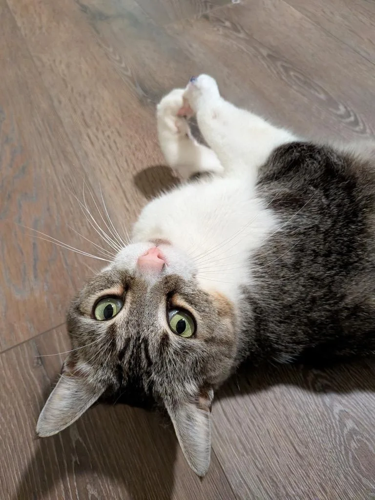 Miss. Bean thumbnail 2