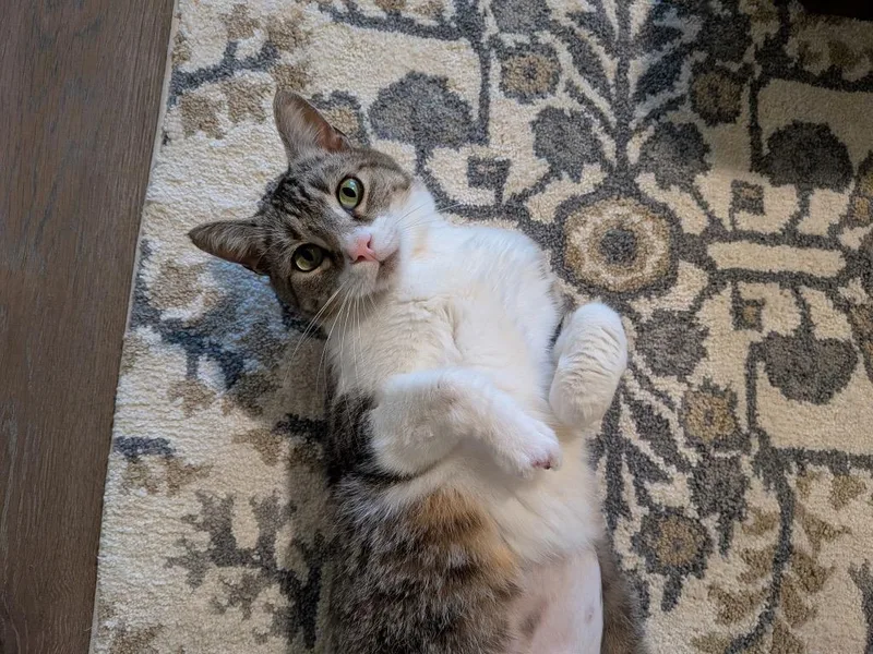 Miss. Bean thumbnail 3