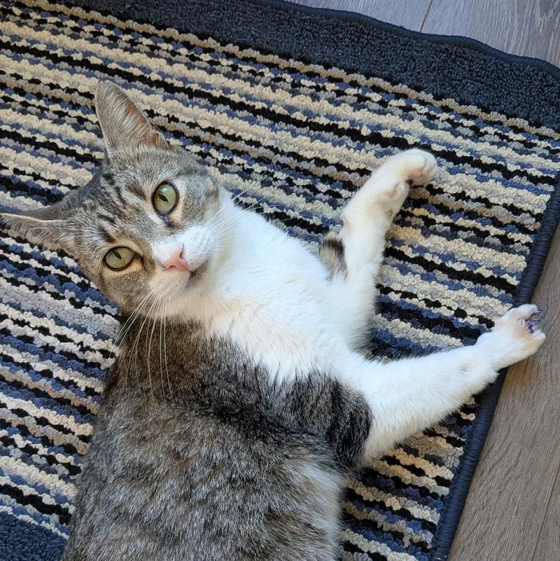 Miss. Bean thumbnail 4