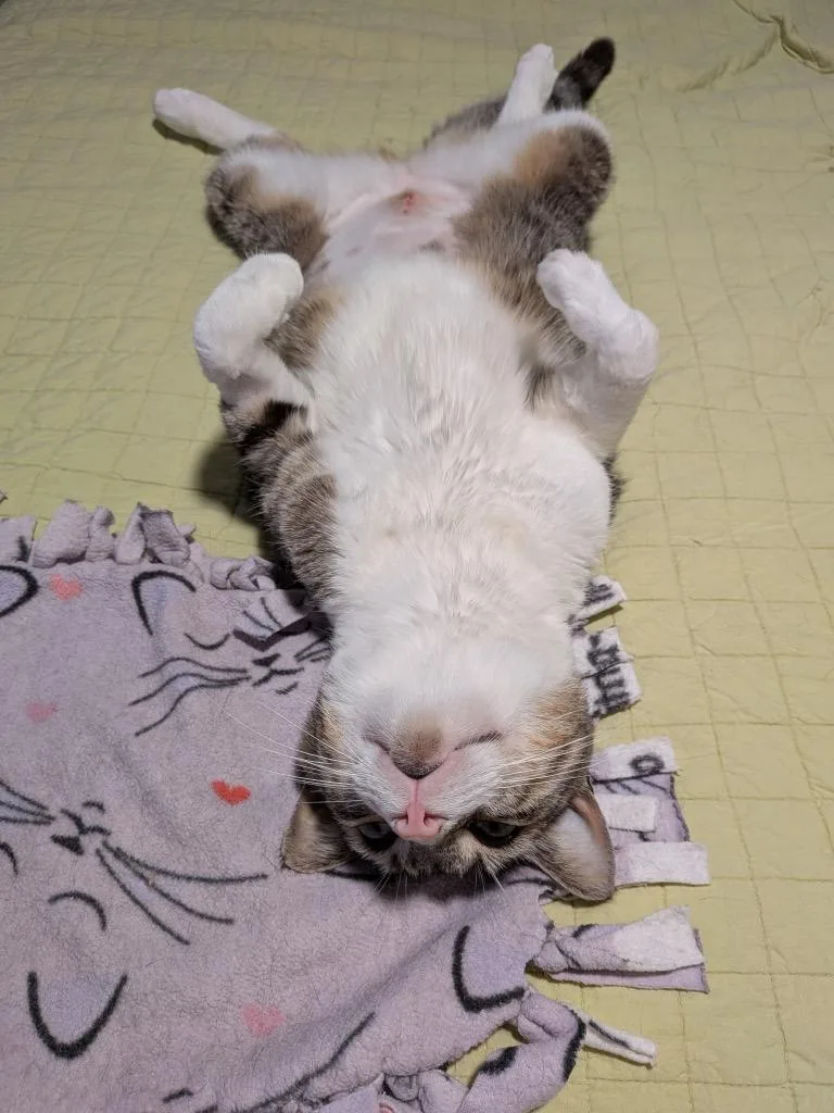 Miss. Bean thumbnail 5