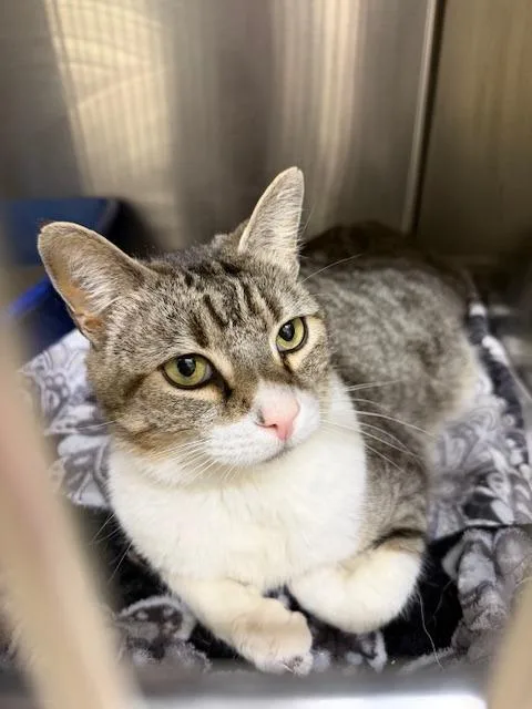 Miss. Bean thumbnail 6