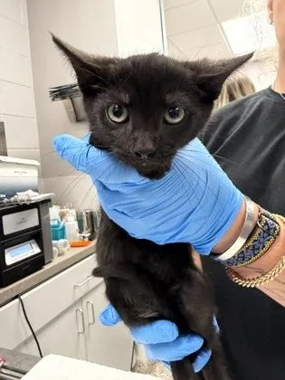 A baby small-sized male Domestic Short Hair cat named Purple Band for adoption in Gastonia, NC