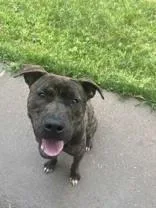 A young large-sized male Brindle Pit Bull Terrier dog named Baron for adoption in Moline, IL