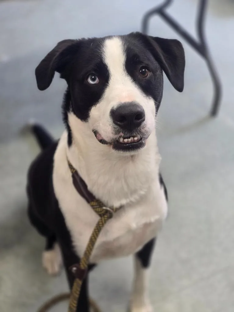 A young medium-sized male Mixed Breed dog named Storm for adoption in Danielsville, GA