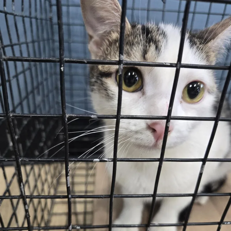 A young medium-sized female White Domestic Short Hair cat named Oreo for adoption in Weimar, CA