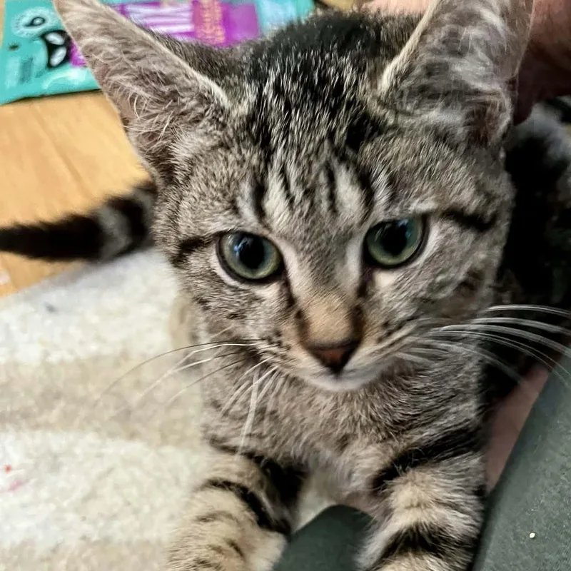 A young medium-sized male Tabby (Brown / Chocolate) Domestic Short Hair cat named Echo for adoption in CHICAGO, IL