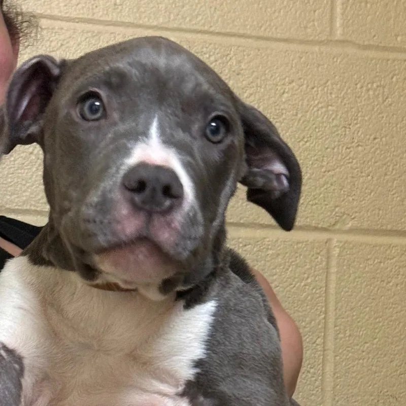 A baby medium-sized female Yellow / Tan / Blond / Fawn Pit Bull Terrier dog named Grace for adoption in Waldorf, MD