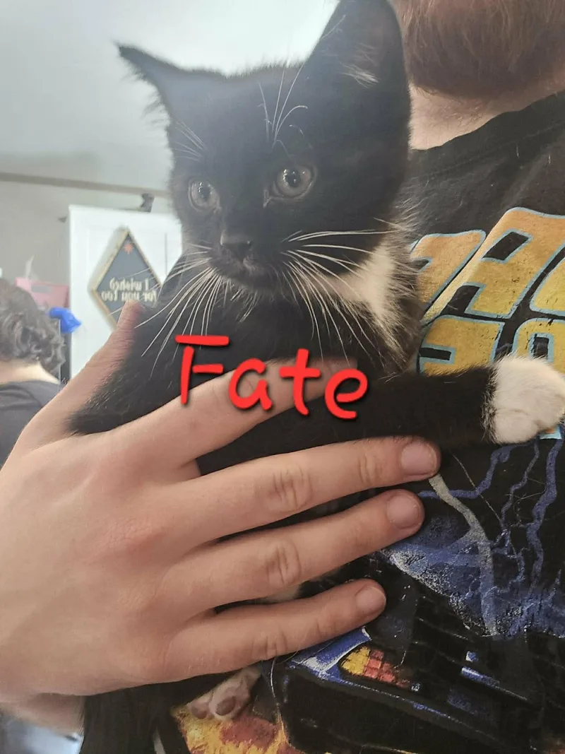 A baby medium-sized male Black & White / Tuxedo Domestic Short Hair cat named Fate for adoption in warren, OH