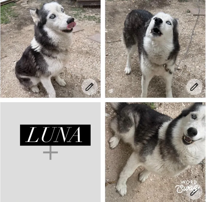 A senior medium-sized female Gray / Blue / Silver Siberian Husky dog named Luna for adoption in canyon lake, TX