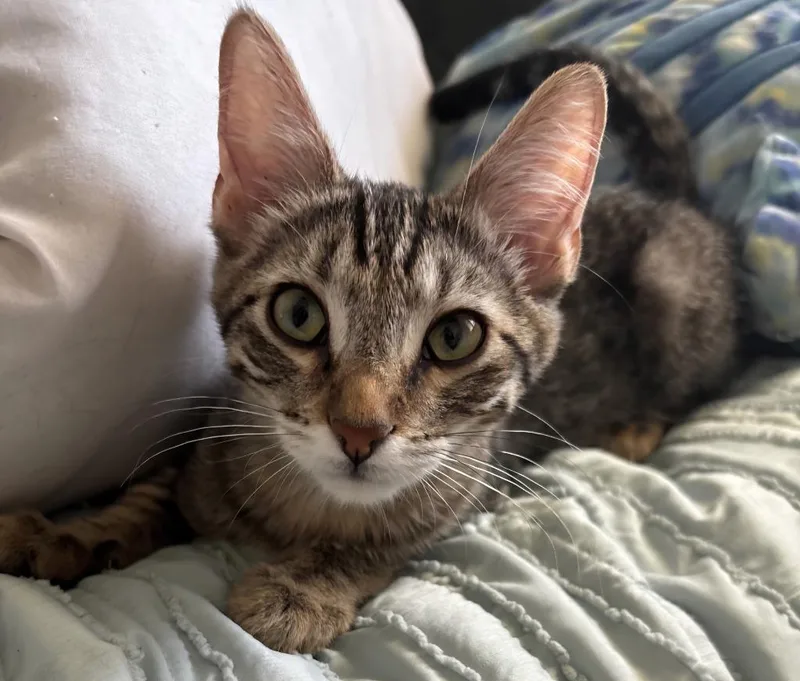 A baby large-sized male Domestic Short Hair cat named Milo for adoption in San Jacinto, CA