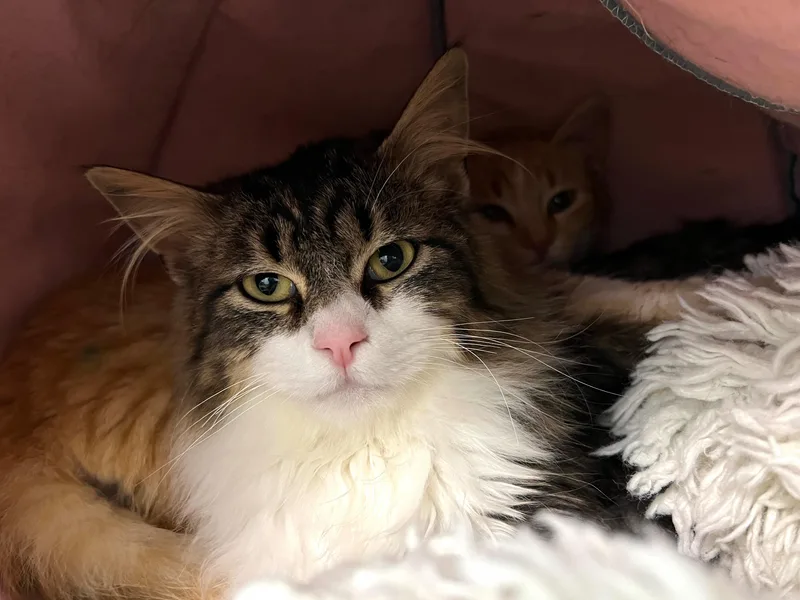 Starfish thumbnail 2