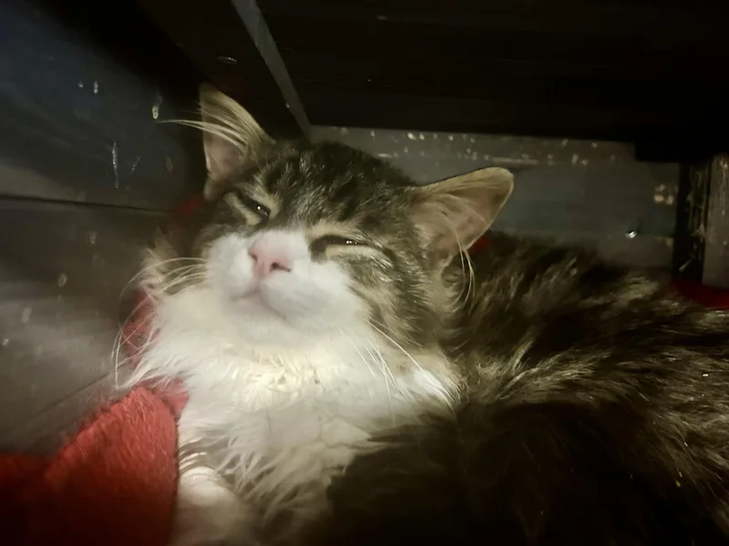 Starfish thumbnail 3