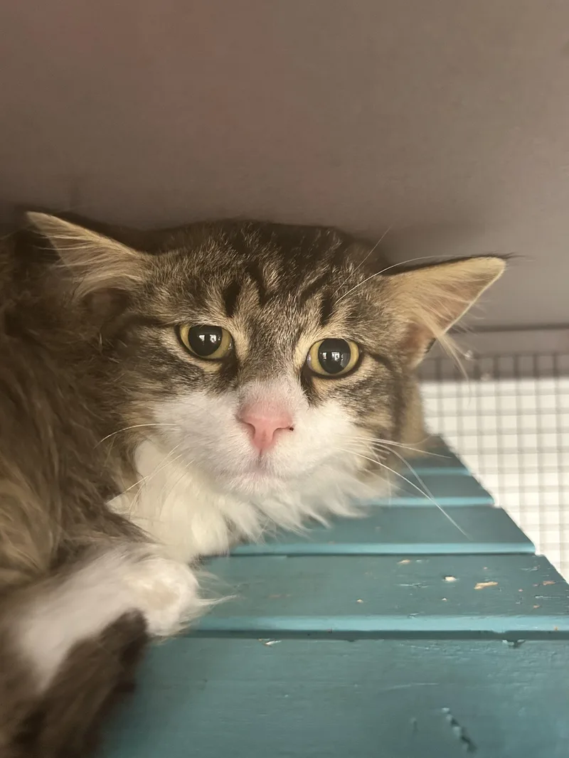 Starfish thumbnail 4