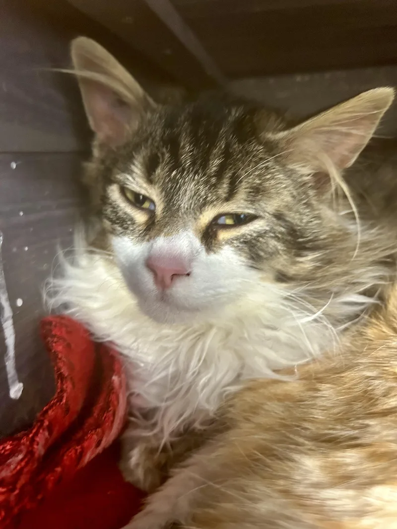 Starfish thumbnail 5