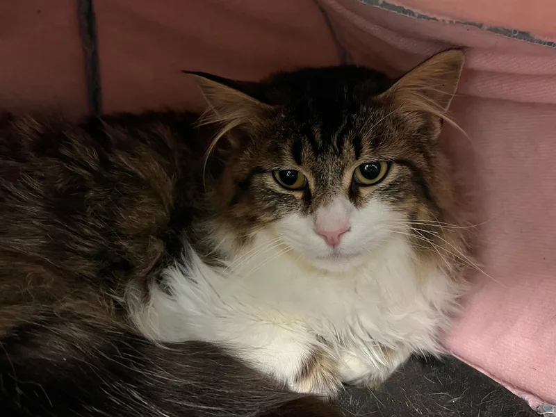 Starfish thumbnail 6