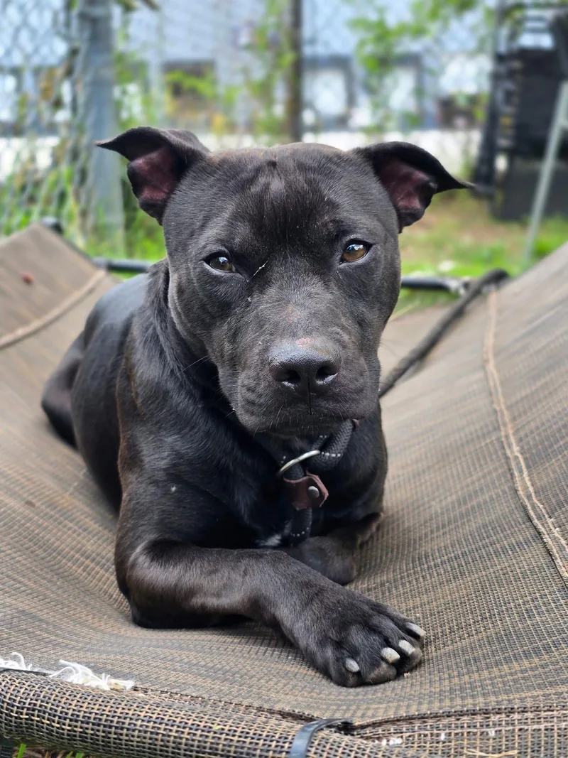 An adult medium-sized male Black Pit Bull Terrier dog named Safari for adoption in Chicago, IL